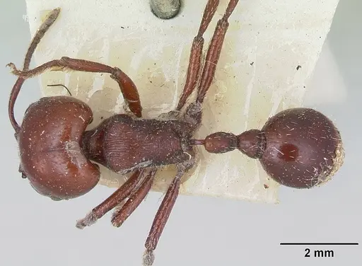 Pogonomyrmex coarctatus specimen CASENT0173345 image casent0173345_1