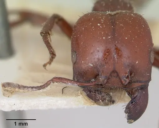 Pogonomyrmex coarctatus specimen CASENT0173345 image casent0173345_2