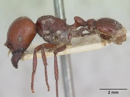 Pogonomyrmex coarctatus specimen CASENT0173345 image casent0173345_3