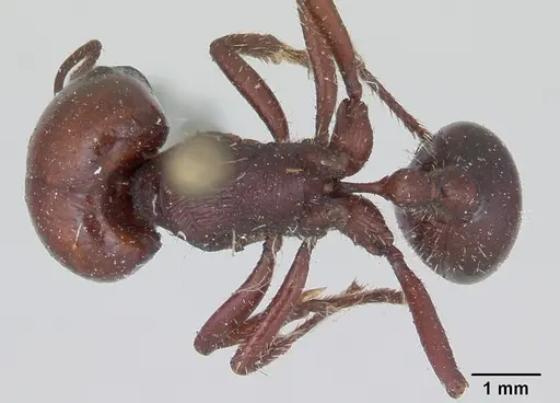 Pogonomyrmex coarctatus specimen CASENT0173360 image casent0173360_1
