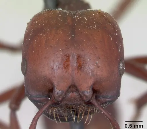 Pogonomyrmex coarctatus specimen CASENT0173360 image casent0173360_2