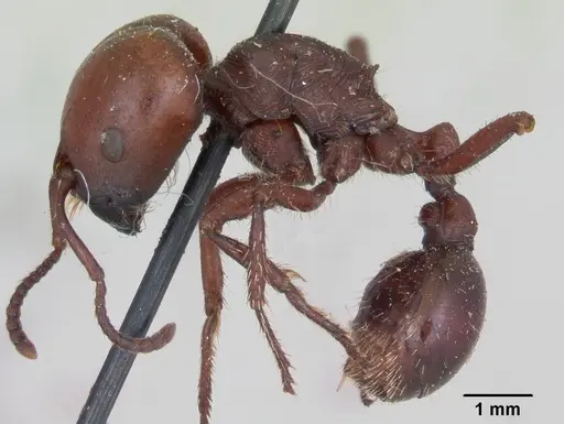 Pogonomyrmex coarctatus specimen CASENT0173360 image casent0173360_3