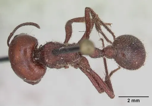 Pogonomyrmex coarctatus specimen CASENT0173362 image casent0173362_1