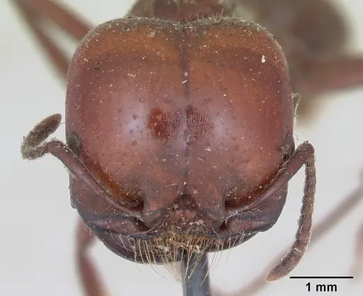 Pogonomyrmex coarctatus specimen CASENT0173362 image casent0173362_2