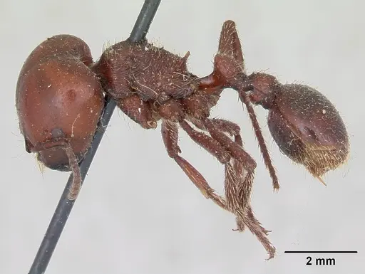 Pogonomyrmex coarctatus specimen CASENT0173362 image casent0173362_3
