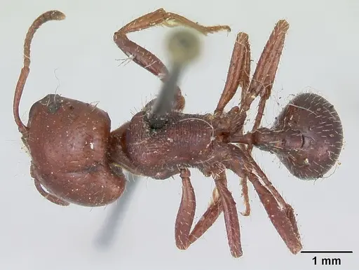 Pogonomyrmex coarctatus specimen CASENT0173364 image casent0173364_1