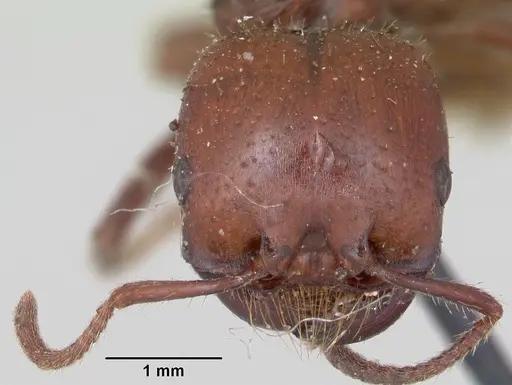 Pogonomyrmex coarctatus specimen CASENT0173364 image casent0173364_2