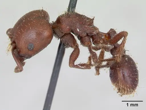 Pogonomyrmex coarctatus specimen CASENT0173364 image casent0173364_3