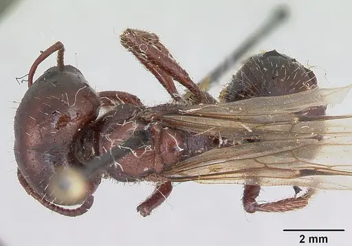 Pogonomyrmex coarctatus specimen CASENT0173368 image casent0173368_1
