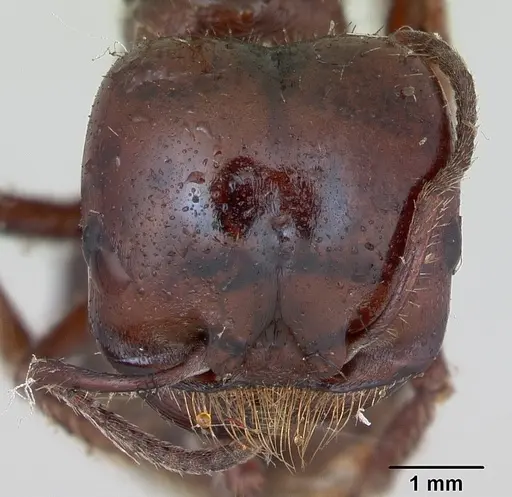Pogonomyrmex coarctatus specimen CASENT0173368 image casent0173368_2