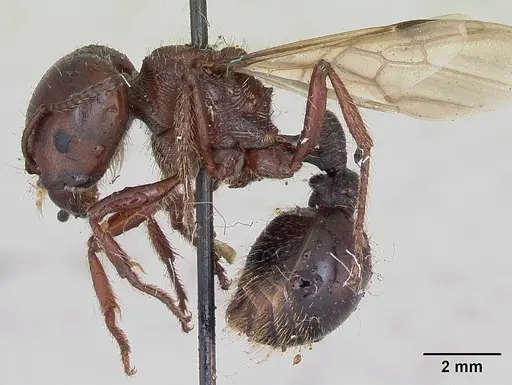 Pogonomyrmex coarctatus specimen CASENT0173368 image casent0173368_3