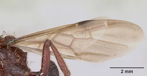 Pogonomyrmex coarctatus specimen CASENT0173368 image casent0173368_4