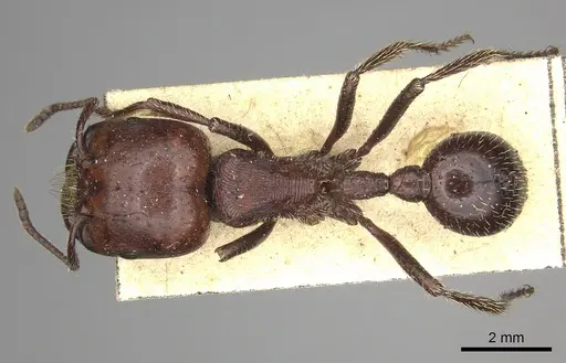 Pogonomyrmex coarctatus specimen CASENT0249049 image casent0249049_1