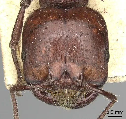 Pogonomyrmex coarctatus specimen CASENT0249049 image casent0249049_2