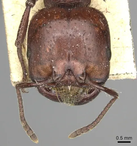 Pogonomyrmex coarctatus specimen CASENT0249049 image casent0249049_3