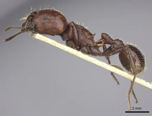 Pogonomyrmex coarctatus specimen CASENT0249049 image casent0249049_4
