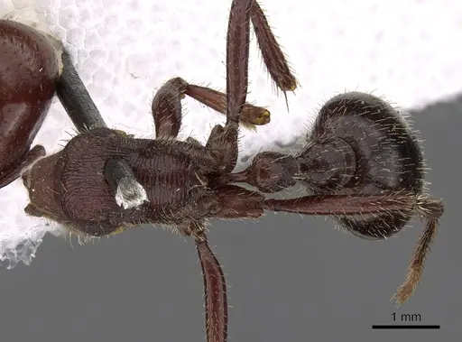 Pogonomyrmex coarctatus specimen CASENT0900387 image casent0900387_1