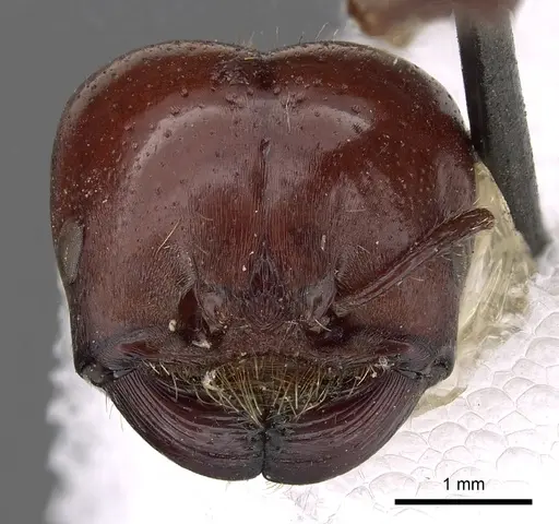 Pogonomyrmex coarctatus specimen CASENT0900387 image casent0900387_2