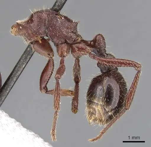 Pogonomyrmex coarctatus specimen CASENT0900387 image casent0900387_3