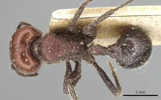 Pogonomyrmex coarctatus specimen CASENT0904101 image casent0904101_1