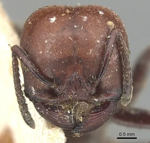 Pogonomyrmex coarctatus specimen CASENT0904101 image casent0904101_2