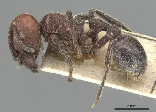 Pogonomyrmex coarctatus specimen CASENT0904101 image casent0904101_3