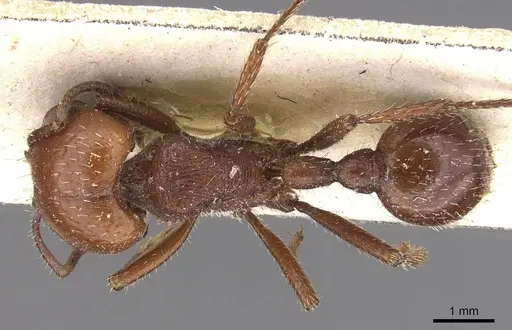 Pogonomyrmex coarctatus specimen CASENT0907667 image casent0907667_1