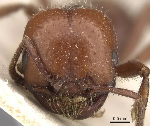 Pogonomyrmex coarctatus specimen CASENT0907667 image casent0907667_2