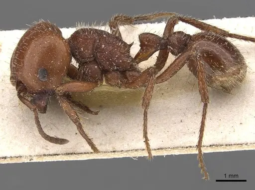 Pogonomyrmex coarctatus specimen CASENT0907667 image casent0907667_3
