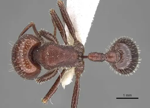 Pogonomyrmex coarctatus specimen CASENT0914114 image casent0914114_1