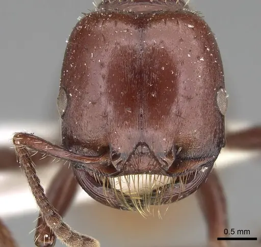 Pogonomyrmex coarctatus specimen CASENT0914114 image casent0914114_2