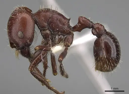 Pogonomyrmex coarctatus specimen CASENT0914114 image casent0914114_3
