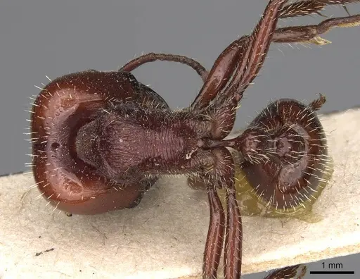 Pogonomyrmex coarctatus specimen CASENT0914199 image casent0914199_1