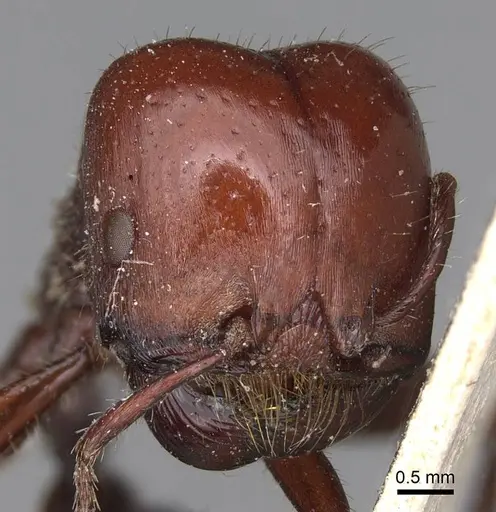 Pogonomyrmex coarctatus specimen CASENT0914199 image casent0914199_2