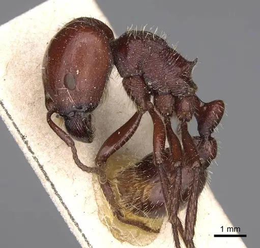 Pogonomyrmex coarctatus specimen CASENT0914199 image casent0914199_3
