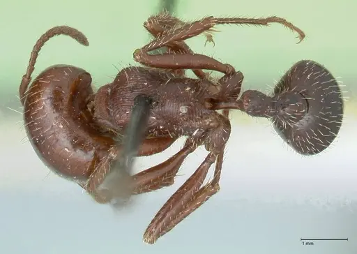 Pogonomyrmex coarctatus specimen FOCOL1213 image focol1213_1