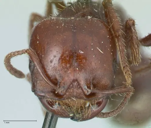 Pogonomyrmex coarctatus specimen FOCOL1213 image focol1213_2