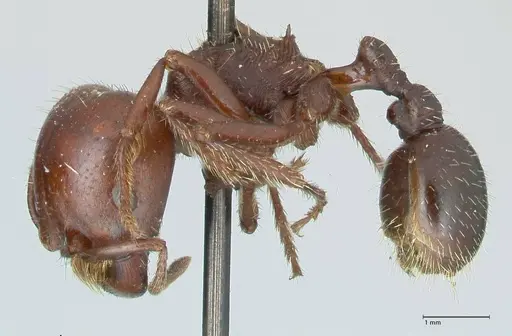Pogonomyrmex coarctatus specimen FOCOL1213 image focol1213_3