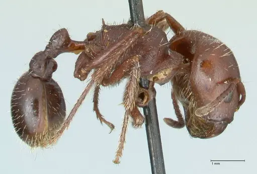 Pogonomyrmex coarctatus specimen FOCOL1213 image focol1213_4