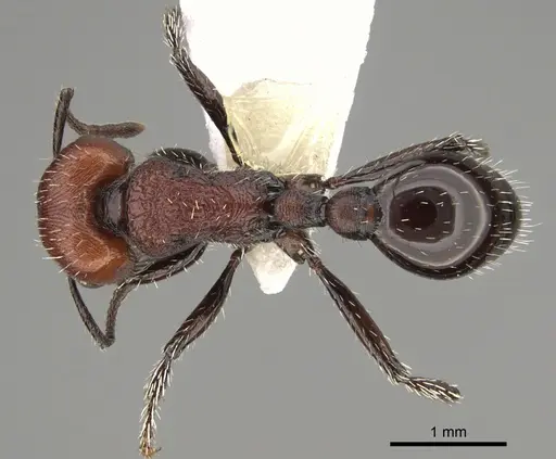 Pogonomyrmex colca specimen CASENT0923342 image casent0923342_1