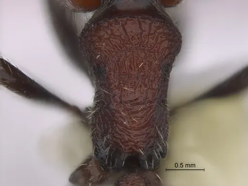 Pogonomyrmex colca specimen CASENT0923342 image casent0923342_2
