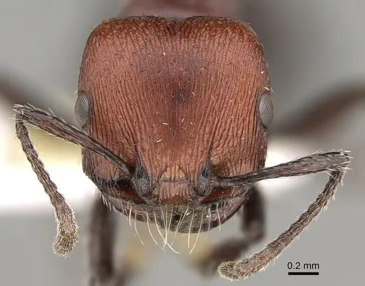 Pogonomyrmex colca specimen CASENT0923342 image casent0923342_3