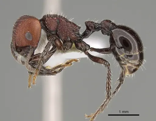 Pogonomyrmex colca specimen CASENT0923342 image casent0923342_4