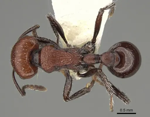 Pogonomyrmex colca specimen CASENT0923343 image casent0923343_1