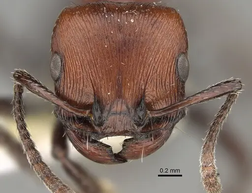Pogonomyrmex colca specimen CASENT0923343 image casent0923343_2