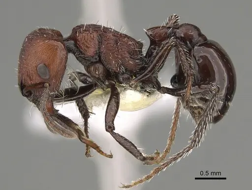 Pogonomyrmex colca specimen CASENT0923343 image casent0923343_3