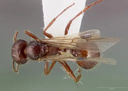 Pogonomyrmex colei specimen CASENT0005716 image casent0005716_1