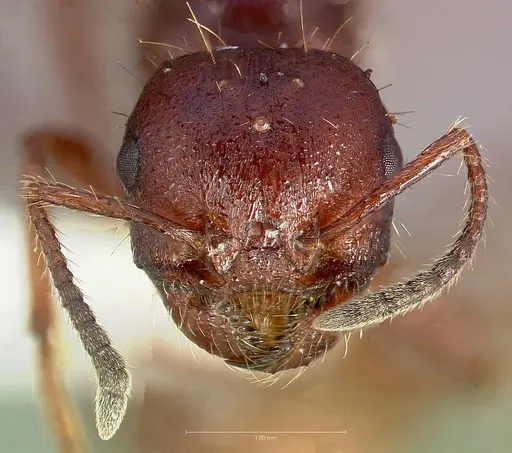 Pogonomyrmex colei specimen CASENT0005716 image casent0005716_2