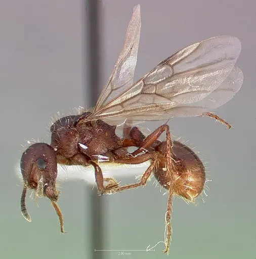 Pogonomyrmex colei specimen CASENT0005716 image casent0005716_3