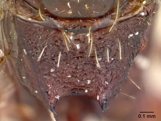Pogonomyrmex colei specimen CASENT0178907 image casent0178907_1